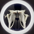 Free Metcon 6 Pale Ivory at The Treasury By Tahzir_1